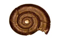 Macroscaphites striastisulcatus